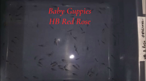 Baby Guppies HB Red Rose_6(+1 free) babies fish Rm15 random pick