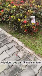 Lọ muối dưa cà hộp muối dưa cà LocknLock INL412/413