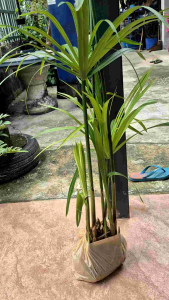 ต้นพันธุ์กกราชินีพร้อมปลูกในถุงดำ สูง50-70 cm