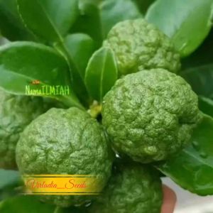 [Virladia Seeds] Biji Benih tanaman Jeruk Purut