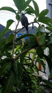 tali burung kutilang cerukcuk satin