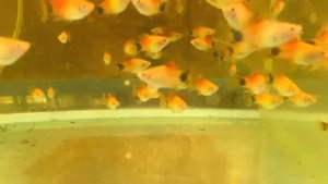 MICKEY PLATY FISH ( RED MICKEY PLATY /GOLDEN MICKEY PLATY / SILVER MICKEY PLATY)