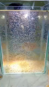 Kutu air (Daphnia Magna) for Betta and Guppy Fish - Live Aquatic Food in Water Container