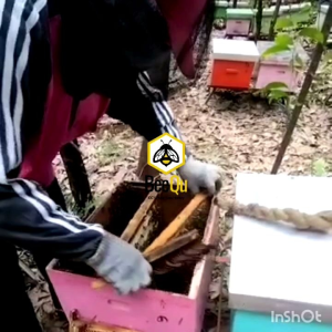 Madu Murni Asli Nektar Multiflora Sumatra 100% Pure Raw Honey & BeeQu Honey