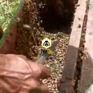 Madu Asli Murni Akasia Carva Carpa Sumatra 650 gram - BeeQu Honey