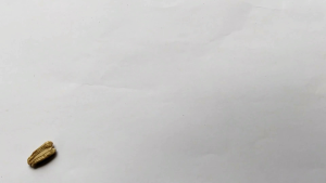 Benih biji labu air paket (500 gram) Bibit labu air/kukuk