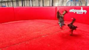 identify: ไข่ไก่ขน ลูกแดงหล่อมหานคร ส.มีสุวรรณ100 เจ้าแดงนคร