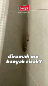 Umpan Racun Pembasmi Cicak Cecak dan Tokek Ampuh tidak berbau - Seroxil Lizago