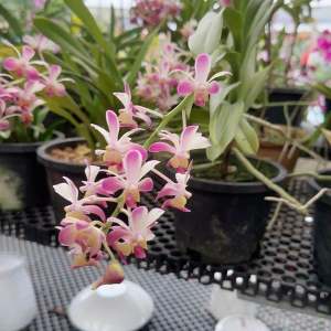 Vanda Berwangi (Berbunga & Anak Pokok)