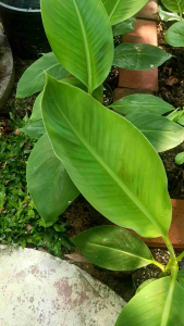 ต้นกล้า1.5เดือน กล้วยหอมคาเวนดิช ลพบุรี Cavendish banana กล้วยหอมเขียว กระถาง4นิ้ว