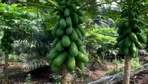 BIBIT PEPAYA CALIFORNIA MKF.F1 10GR