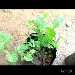 Sapling Peppermint Hydrosol/樹苗薄荷