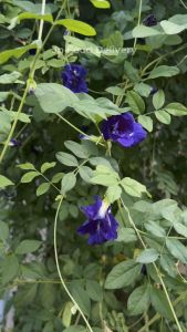 Jp Food Delivery ผักสด l ดอกอัญชัน สด ออร์แกนิก 100%