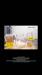 kombucha scoby jamur sehat