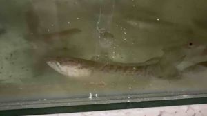 Channa Stewartii baby 4-5cm live fish freshwater