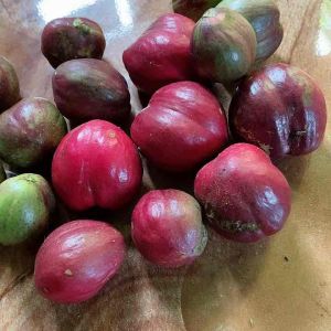 Buah Mahkotadewa: Segar & Kaya Nutrisi