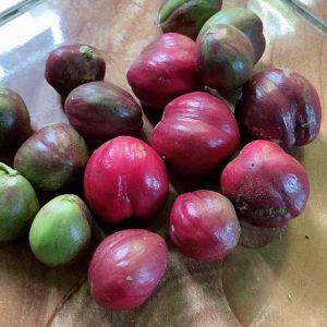 Buah Mahkota Dewa Segar 500 Gram
