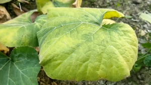 Pelong Madura Super: Arit Baja Tebal Tajam & Parang Super Tajam