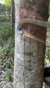 มีดกรีดยางตราช้าง999 ใบเลส รุ่นคอใหญ่ 700กรัม