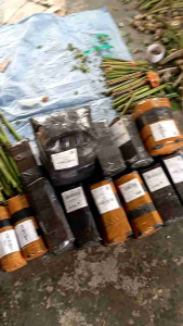 Bibit Stek Singkong Papua 1 Kg