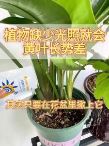 PLANT FILLER 植物补光片 100g SUPPLEMENT SUNLIGHT