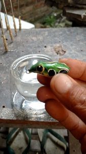 SF Dingdang " BEGAL "