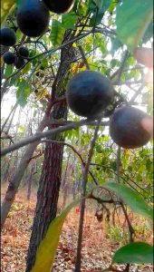 เมล็ดพันธุ์ลูกหม้อ ผลไม้ป่ากินได้มีสรรพคุณทางยา ชุด 59 เมล็ด