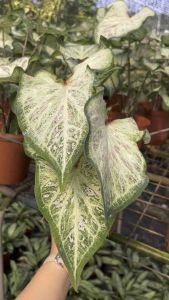 TKL - [Big Size] Caladium Strawberry Star/Lemon Blush/Super Daging White Urut Daging Putih/Mongkol