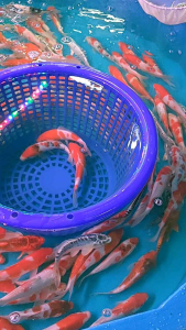 อาหารปลาสวยงาม BK-1 ผสมสาหร่ายสไปรูริน่า อาหารเม็ด 2 สี เขียว แดง แบ่งขาย 0.5 kg. และ 1 kg.