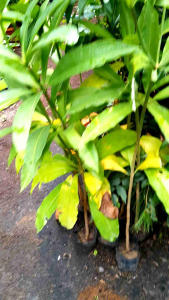 cây hoa sữa cao 50cm.