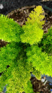 FOXTAIL FERN ASPARAGUS | LIVE PLANTS - CLOVERGREEN PLANT SHOP
