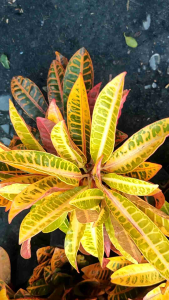 Minangga san fransisco TRICOLOR ☘️ LIVE PLANTS ☘️ Clovergreen plamts shop