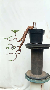 bonsai pohon iprik