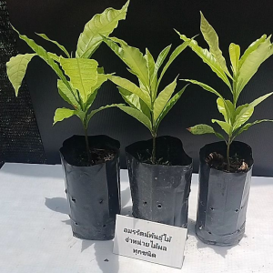 ต้นเอยิว ต้นอะบิว ผลไม้ไต้หวัน เหมือนเยลลี่ อร่อย หอม หวาน