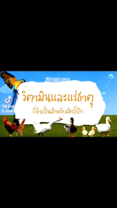 วิตามิน แร่ธาตุ บวกกรดอะมิโน เอวิมิกซ์ เสริมสร้างภูิมคุ้มกัน