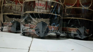 SANGKAR BURUNG RAJUT MINIMALIS ROTAN SINTETIS KANDANG MAHKOTA MERAK MATARAM BERKUALITAS - MERAH