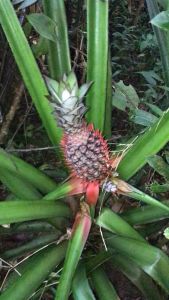 Nanas Muda Herbal / Pelancar Hid / Nanas muda merah / Segar