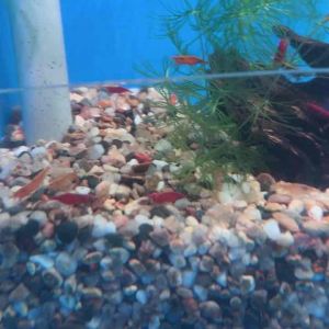 Shrimp Fire Red / Orange火红/南瓜米虾