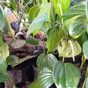 Bibit Tanaman Bumbu Lada atau Bibit Tanaman Merica