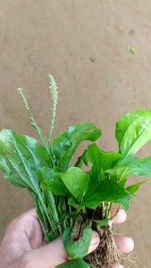 Bibit tanaman daun sendok/ki urat per 3 pcs murah