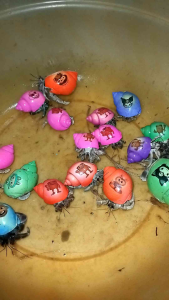 KELOMANG/KEONG ISI 3 pcs ANEKA WARNA & KARAKTER