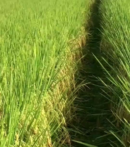 Benih Padi Super DENOK TAIWAN Kemasan 5 KG