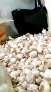 BAWANG PUTIH KULIT | SEGAR | KERING