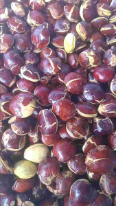 Jngkol tua super fress 1 kg.mentah