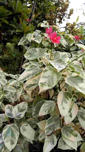 เข็มปัตตาเวียด่าง กระถาง 11 นิ้ว ต้นสวย (กทม)