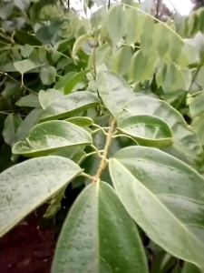 Daun cincau segar langsung dari kebun 50 lembar daun cincau hijau