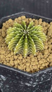 สีเลม่อน (Lemon) ของ LB2178 รวมถึงเข็มไม้เมล็ด 3-4cm ให้สวยๆ ครับ