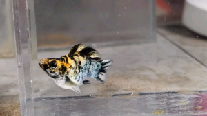 Red Head Balloon Molly Fish(Female) 红头短身气球茉莉鱼(母)❗️(Not random fish）❗️Fish same as order❗️43