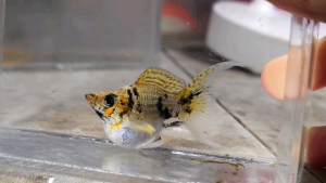 Trico Red Head Balloon Molly Fish(Female) 红头短身气球茉莉鱼(母)❗️(Not random fish)❗️Fish same as order❗️43