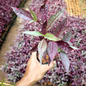 Tanaman Hias Erfah / Tanaman Daun Miana Erfah